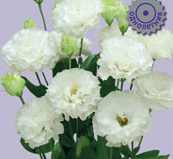 Эустома крупноцветковая Корелли Вайт