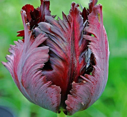 Тюльпан (Попугайный) - Блэк Пэррот