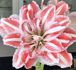 Амариллис (махровый) - Брайт Нимф (Люкс)