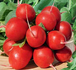 Редис Рудольф