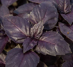 Базилик Смуглянка