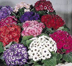 Цинерария кровавая Высокорослая смесь