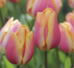 Тюльпан (Многоцветковый) - Драгон Кинг