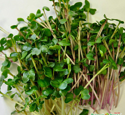 Микрозелень Пикантная смесь