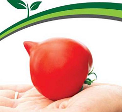 Томат Пикадор F1