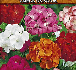 Пеларгония Палитра красок (смесь окрасок)