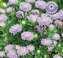 Астра Сирена Лавандовая