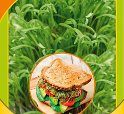 Микрозелень Шпинат микс