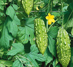 Момордика Дракоша (индийский гранат)