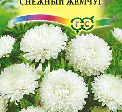 Астра карликовая Снежный жемчуг