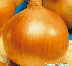 Лук репчатый Глобо