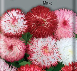 Маргаритка Хабанера Микс