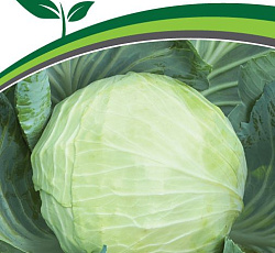 Капуста белокочанная Орион F1