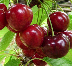 Вишня (дюк) - Саратовская малышка (Малышка)