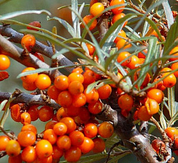 Облепиха - Любимая