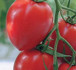 Томат Курносик