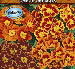 Примула Магия F1 (смесь окрасок)