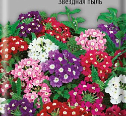 Вербена гибридная Звездная пыль