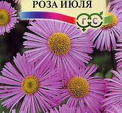 Мелколепестник Роза июля