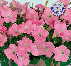 Петуния гибридная Пендолино Софт Пинк