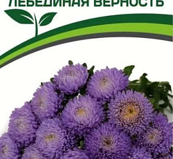Астра китайская Лебединая Верность (Хризантелла)