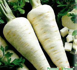 Петрушка корневая Русский размер