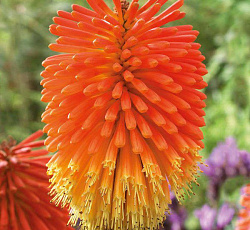 Книфофия (гибридная) - Бенгал Фаер