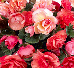 Бегония (каскад) - Одороса Свит Пинк