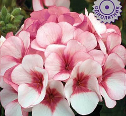 Пеларгония Маверик Бело-розовая