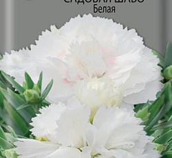 Гвоздика садовая Шабо Белая