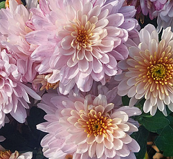 Хризантема (корейская) - Розанна