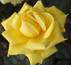 Роза (плетистая) - Голден Парфюм