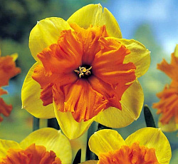 Нарцисс (С расщепленной коронкой) - Тиритомба