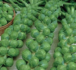 Капуста брюссельская Сапфир