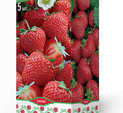Клубника (земляника) садовая Мурано