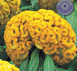 Целозия гребенчатая Армор Еллоу