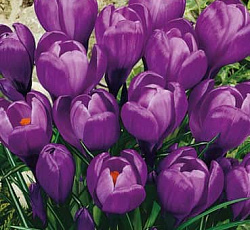 Крокус (крупноцветковый) - Ремембрэнс