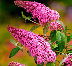 Буддлея Давида - Пинк Дилайт
