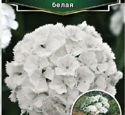 Гвоздика турецкая Бодештольц Белая F1