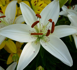 Лилия (ЛА-гибрид) - Айс Кристал