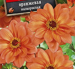 Георгина низкорослая Опера оранжевая