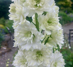 Дельфиниум (высокий) - Хайлендер Морнинг Санрайз (Люкс)