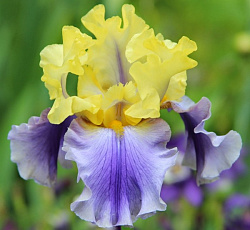 Ирис (бородатый) - Эдит Уолфорд