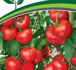 Томат Северный экспресс F1
