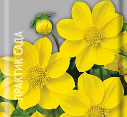 Георгина Мигнон желтая (низкорослая)