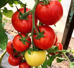 Томат Анюта F1