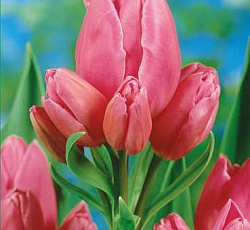 Тюльпан (Многоцветковый) - Хэппи Фэмили