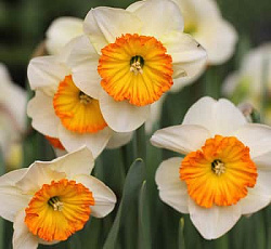 Нарцисс (крупнокорончатый) - Саунд