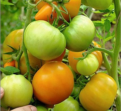 Томат Дей Хуанчи