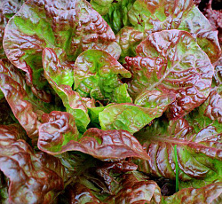 Салат мини Яхонт (кочанный)